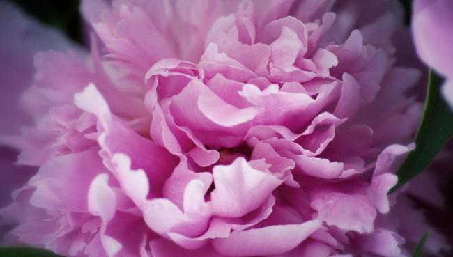 沁园春·牡丹国花茶芬芳