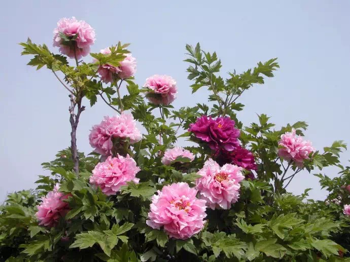 沁园春·牡丹国花茶芬芳