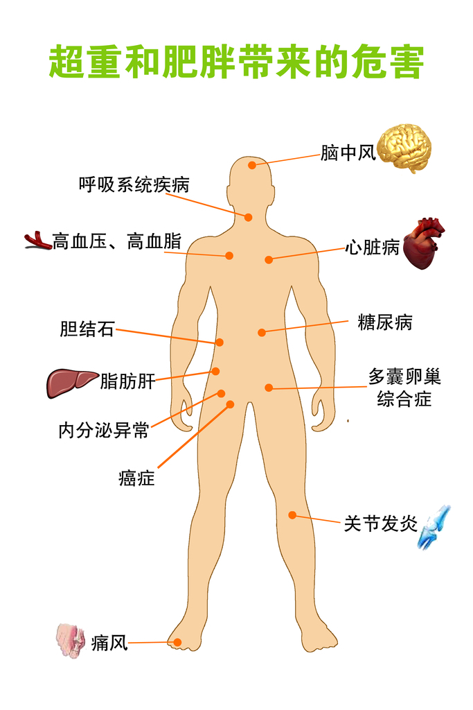 小青柑的减肥机理