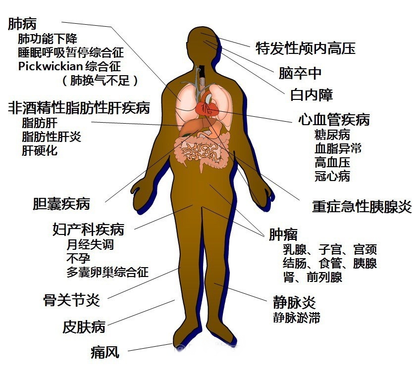 小青柑的减肥机理