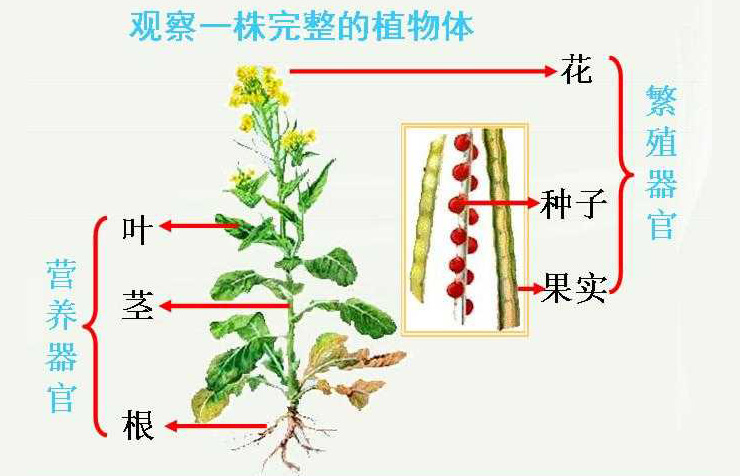 植物组成结构.jpg