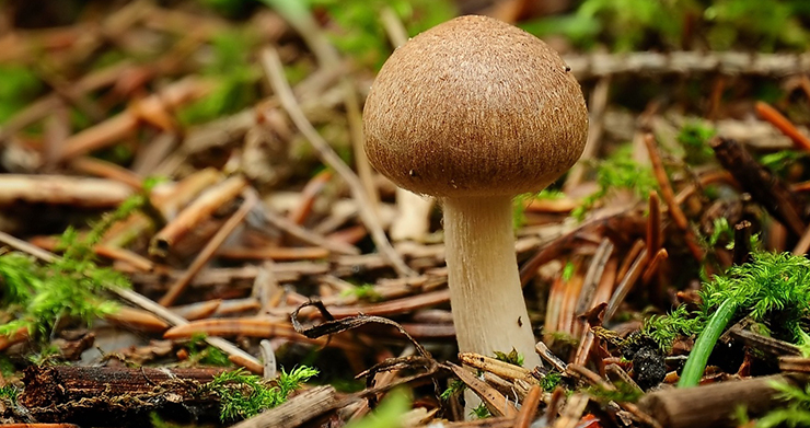 蘑菇.jpg