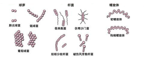 细菌的种类.jpg