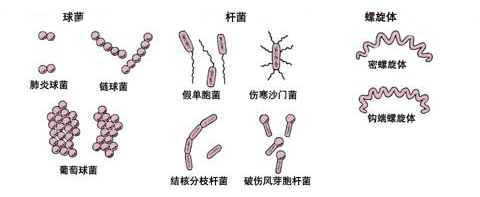 细菌的种类.jpg