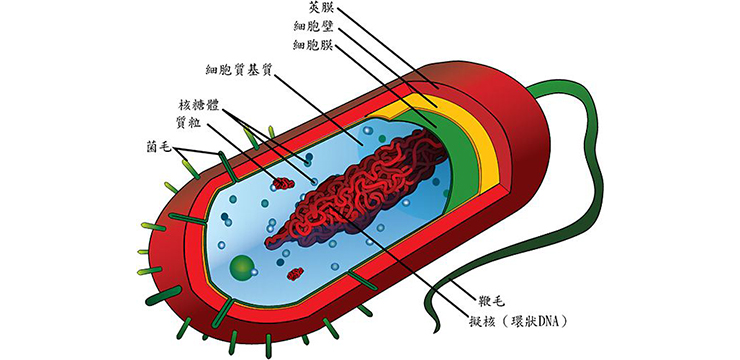 细菌的结构.jpg