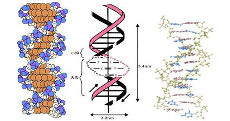 双螺旋结构.jpg