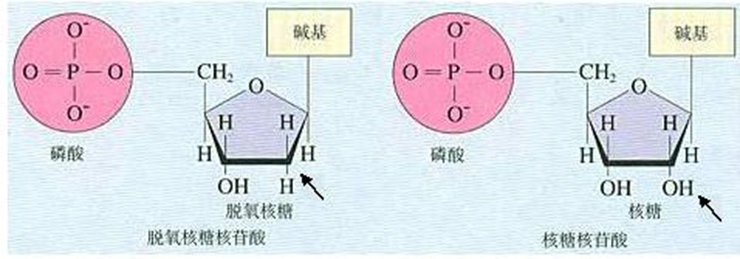 核苷酸的组成.jpg