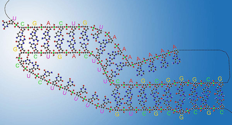 端粒酶RNA.jpg
