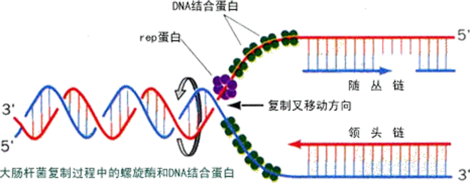 单链DNA.jpg